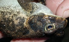 Sclerophrys gutturalis