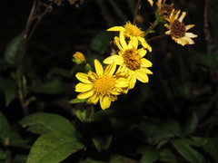 Tetrachyron websteri