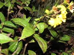 Tetrachyron websteri