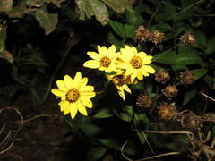 Tetrachyron websteri