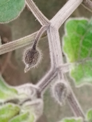 Physalis peruviana