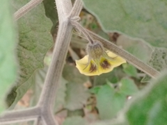Physalis peruviana