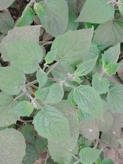 Physalis peruviana