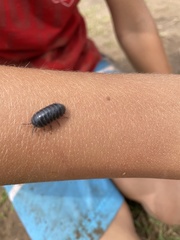 Armadillidium vulgare