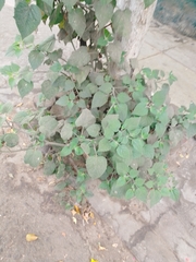 Physalis peruviana
