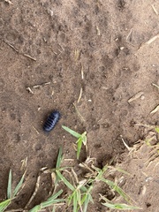 Armadillidium vulgare