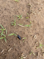 Armadillidium vulgare