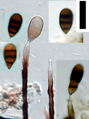 Brachysporium dingleyae