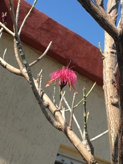 Pseudobombax ellipticum