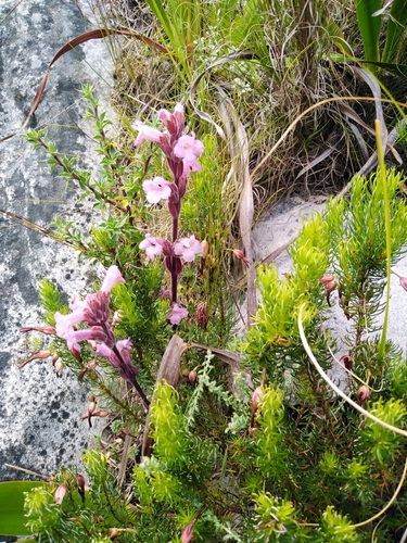 Image of Harveya pauciflora by (c) James Rodger, some rights reserved (CC BY)