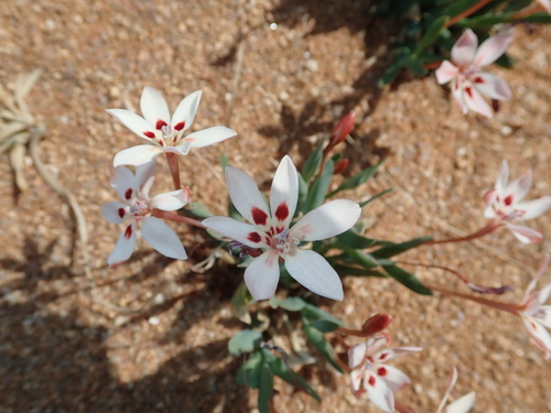Image of Lapeirousia arenicola by no rights reserved