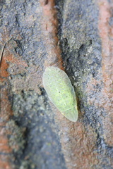 Petalocephala