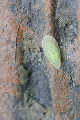 Petalocephala
