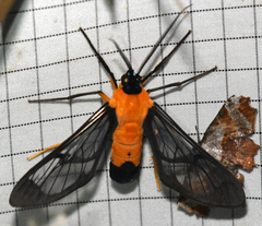 Sarosa xanthobasis