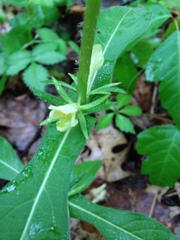 Triosteum angustifolium