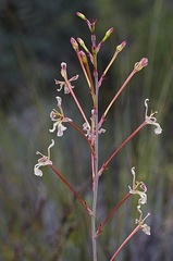 Tritoniopsis nervosa