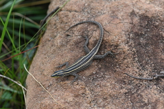 Platysaurus orientalis