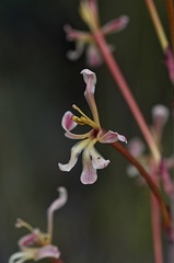 Tritoniopsis nervosa