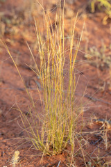 Aristida holathera