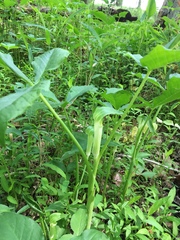 Arisaema triphyllum