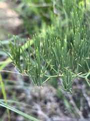Asparagus transvaalensis