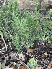 Asparagus transvaalensis