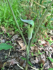 Arisaema triphyllum