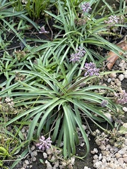 Ledebouria minima