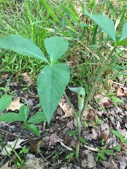Arisaema triphyllum