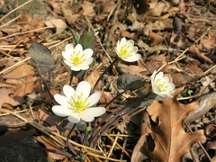 Jeffersonia diphylla