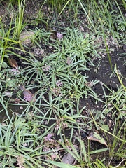 Ledebouria minima