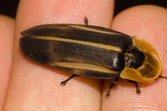 Cratomorphus diaphanus