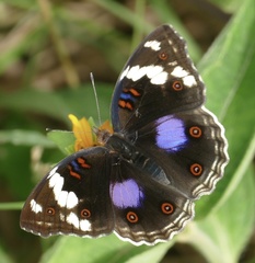 Junonia oenone oenone
