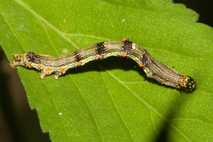 Ophiusini