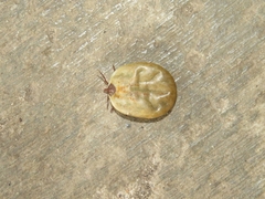 Amblyomma cordiferum