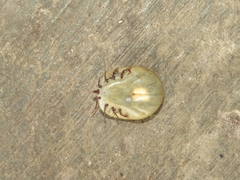 Amblyomma cordiferum