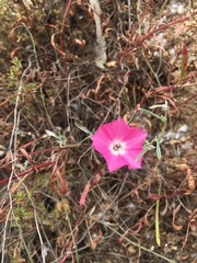 Convolvulus chilensis