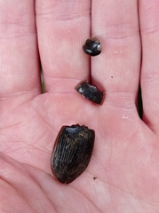 Dytiscus semisulcatus
