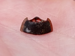 Dytiscus semisulcatus
