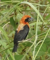 Euplectes hordeaceus