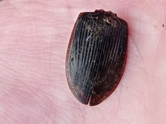 Dytiscus semisulcatus