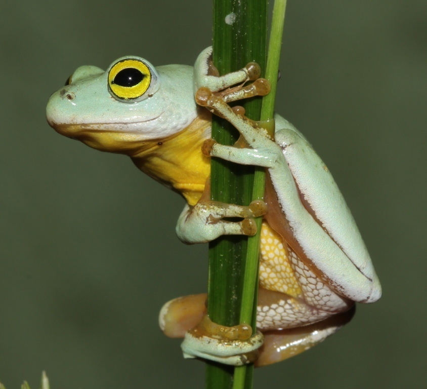 Ashy Reed Frog