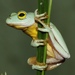Monard's Reed Frog - Photo (c) Alex Rebelo, some rights reserved (CC BY-NC), uploaded by Alex Rebelo