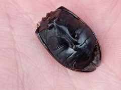Dytiscus semisulcatus