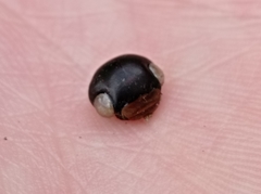 Dytiscus semisulcatus