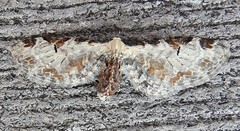 Eupithecia ravocostaliata