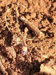 Rhipicephalus pulchellus