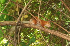 Sciurus vulgaris