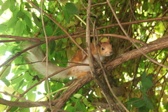 Sciurus vulgaris