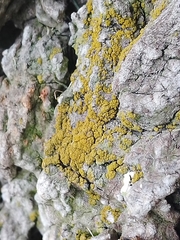 Candelariella
